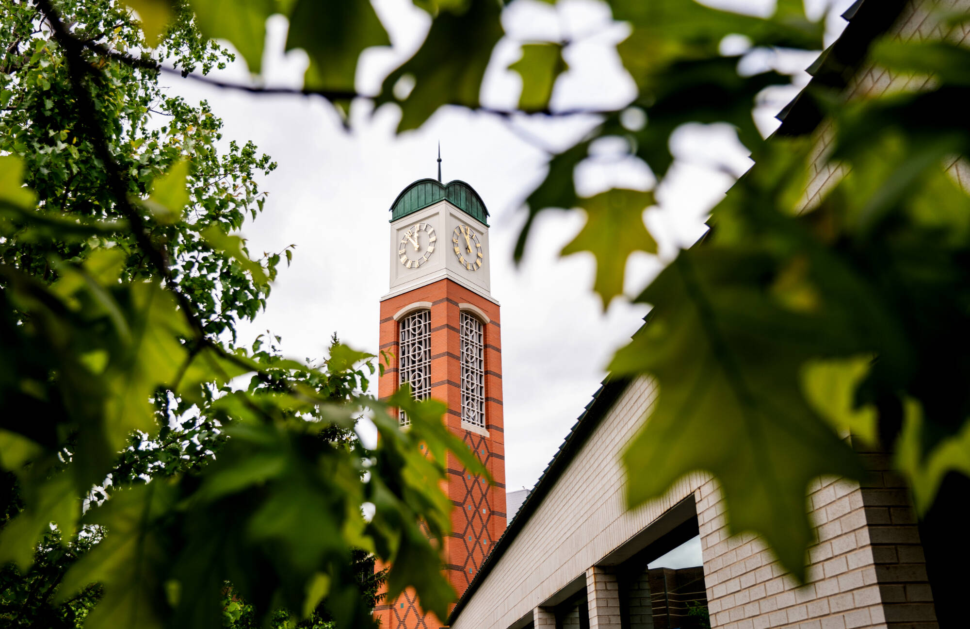 Clocktower viewed between tree leaves
